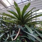 ELTE Füvészkert Budapest - Egyéb