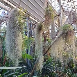 ELTE Füvészkert, Budapest - Egyéb