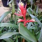 ELTE Füvészkert Budapest - Egyéb