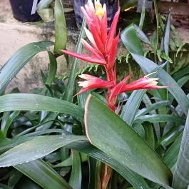 ELTE Füvészkert, Budapest - Egyéb