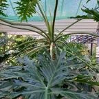 ELTE Füvészkert Budapest - Egyéb