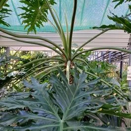 ELTE Füvészkert, Budapest - Egyéb