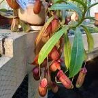 ELTE Füvészkert Budapest - Egyéb