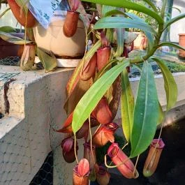 ELTE Füvészkert, Budapest - Egyéb