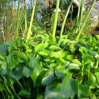 ELTE Füvészkert Budapest - Egyéb