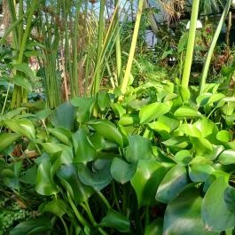 ELTE Füvészkert, Budapest - Egyéb