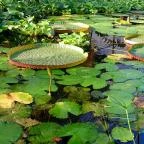 ELTE Füvészkert Budapest - Egyéb