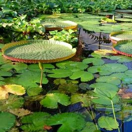 ELTE Füvészkert, Budapest - Egyéb