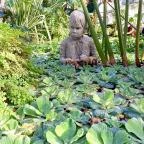 ELTE Füvészkert Budapest - Egyéb