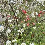 ELTE Füvészkert Budapest - Külső kép