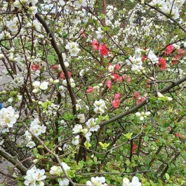 ELTE Füvészkert Budapest - Külső kép