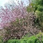 ELTE Füvészkert Budapest - Külső kép