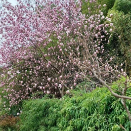 ELTE Füvészkert Budapest - Külső kép