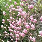 ELTE Füvészkert Budapest - Külső kép