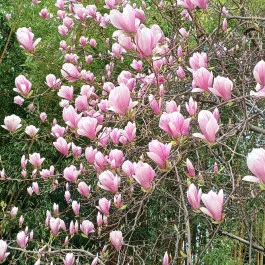 ELTE Füvészkert Budapest - Külső kép