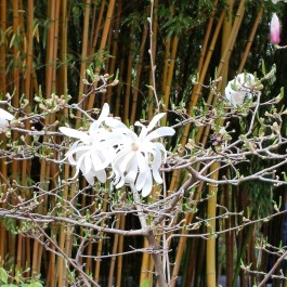 ELTE Füvészkert Budapest - Külső kép