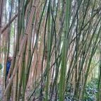 ELTE Füvészkert Budapest - Külső kép