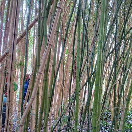 ELTE Füvészkert Budapest - Külső kép