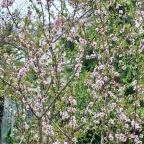 ELTE Füvészkert Budapest - Külső kép