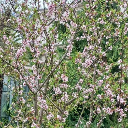 ELTE Füvészkert Budapest - Külső kép