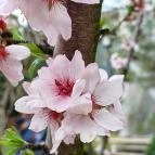 ELTE Füvészkert Budapest - Külső kép