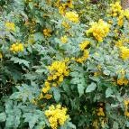 ELTE Füvészkert Budapest - Külső kép