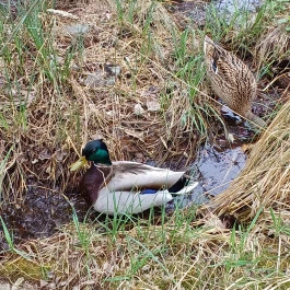 ELTE Füvészkert Budapest - Külső kép