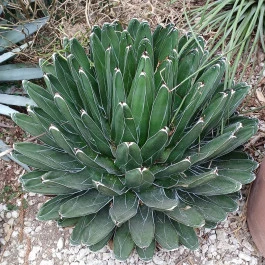 ELTE Füvészkert Budapest - Külső kép