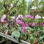 ELTE Füvészkert Budapest - Belső