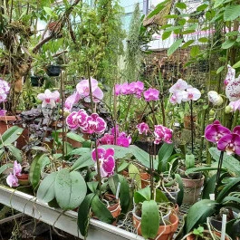 ELTE Füvészkert Budapest - Belső