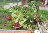 Eszti Falusi Vendégasztala Ispánk