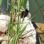 Feneketlen-tó Budapest - Egyéb