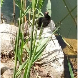 Feneketlen-tó Budapest - Egyéb