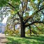 Festetics-kastély Dég - Egyéb