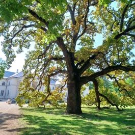 Festetics-kastély, Dég - Egyéb