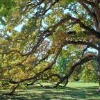 Festetics-kastély Dég - Egyéb