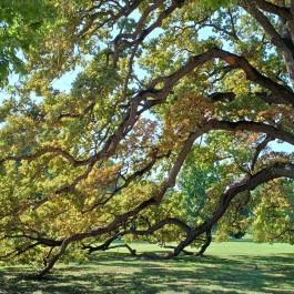 Festetics-kastély, Dég - Egyéb