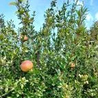 Fiastyúk Udvarház Csór - Egyéb