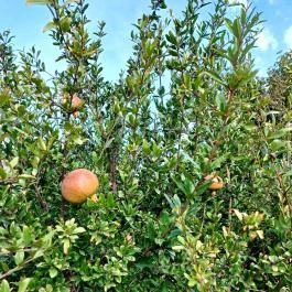 Fiastyúk Udvarház, Csór - Egyéb