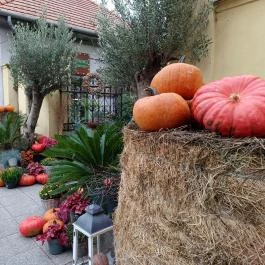 Fürge Páva Monor - Egyéb