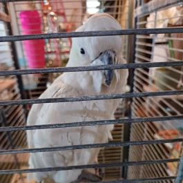 Fürge Páva Monor - Egyéb