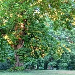 Füzérradványi kastélykert, Füzérradvány - Külső kép