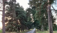 Füzérradványi kastélykert, Füzérradvány