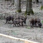 Gemenci Erdei Vasút Pörböly - Egyéb