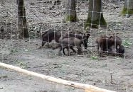 Gemenci Erdei Vasút Pörböly