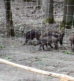 Gemenci Erdei Vasút