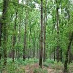 Gemenci Erdei Vasút Pörböly - Egyéb