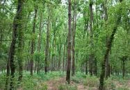 Gemenci Erdei Vasút Pörböly