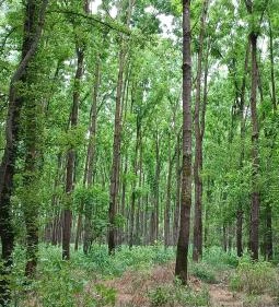 Gemenci Erdei Vasút