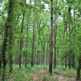 Gemenci Erdei Vasút Pörböly - Egyéb